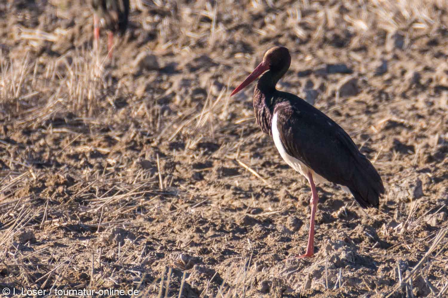 Schwarzstorch - black stork (Ciconia nigra)