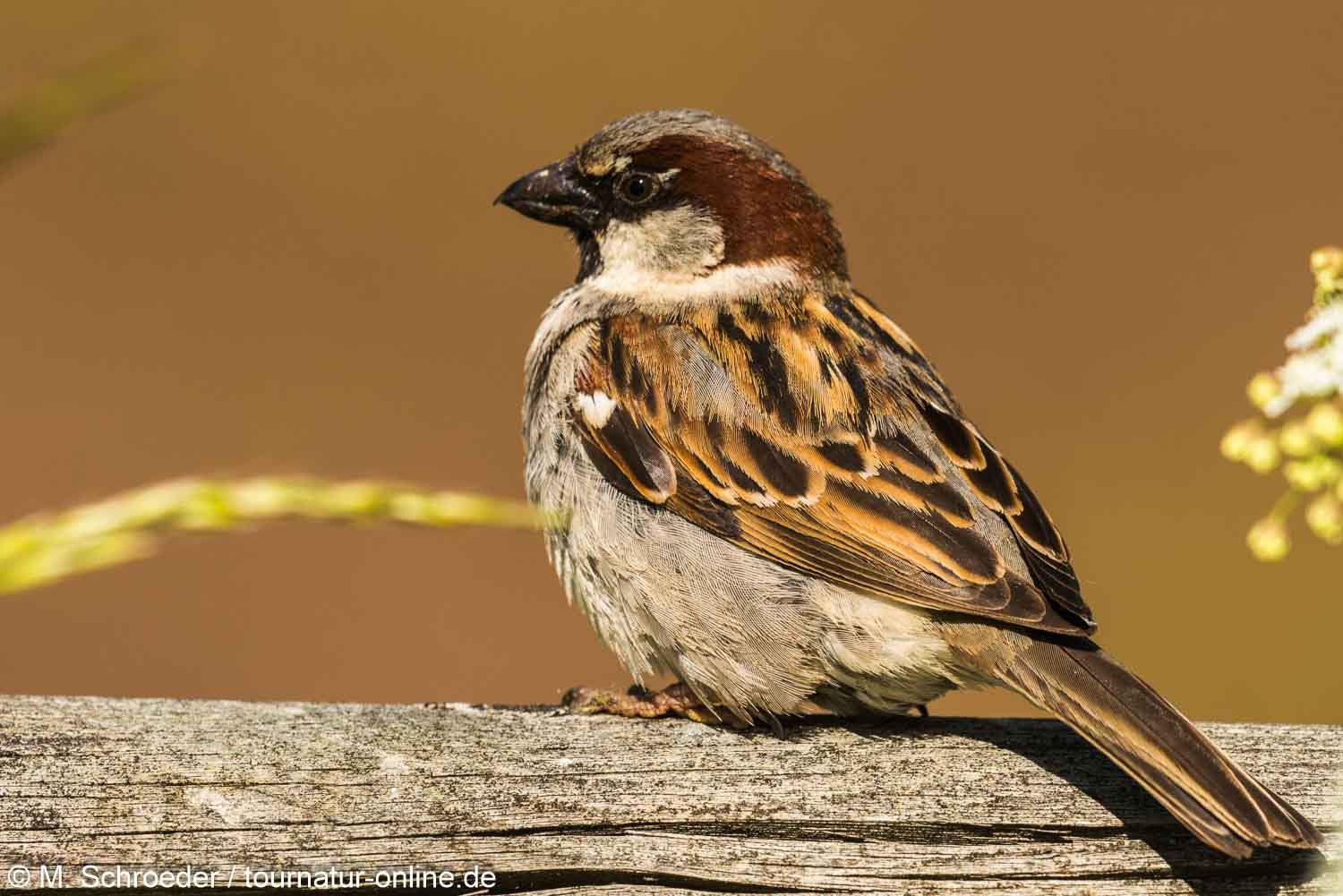 Haussperling - house sparrow (Passer domesticus)