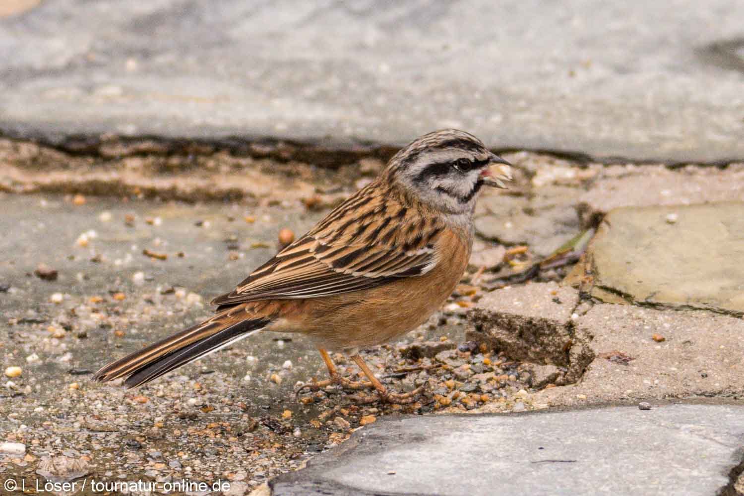 Zippammer - rock bunting (Emberiza cia)