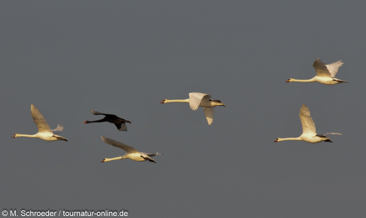 Höckerschwan - mute swan (Cygnus olor) 