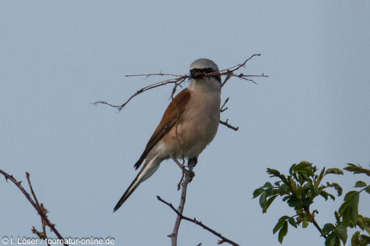 Neuntöter / red-backed shrike (Lanius collurio)