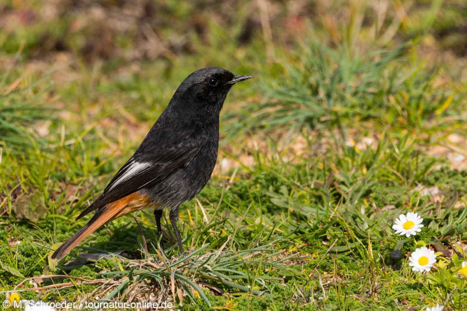 Hausrotschwanz - black redstart (Phoenicurus ochruros) 
