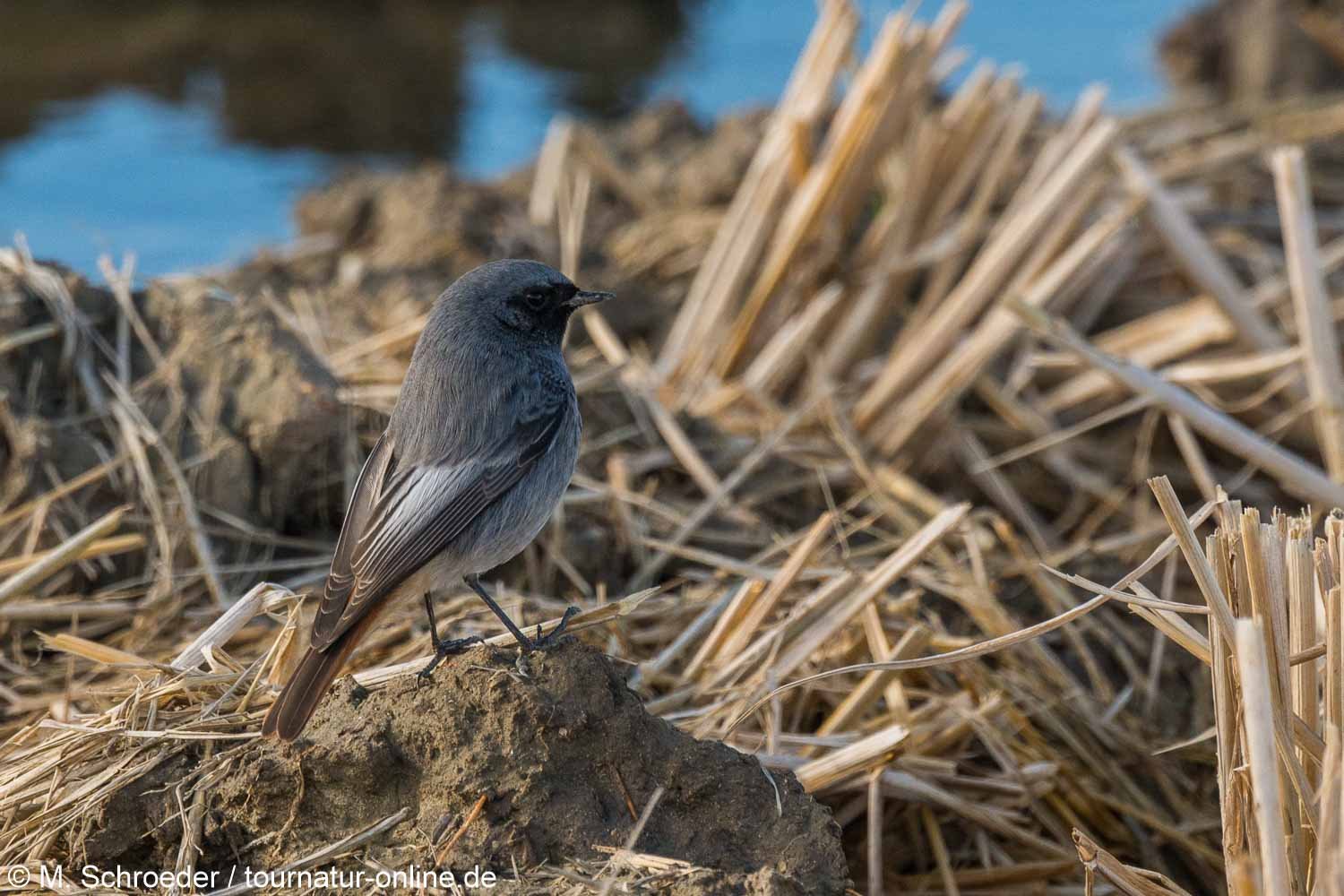 Hausrotschwanz - black redstart (Phoenicurus ochruros)
