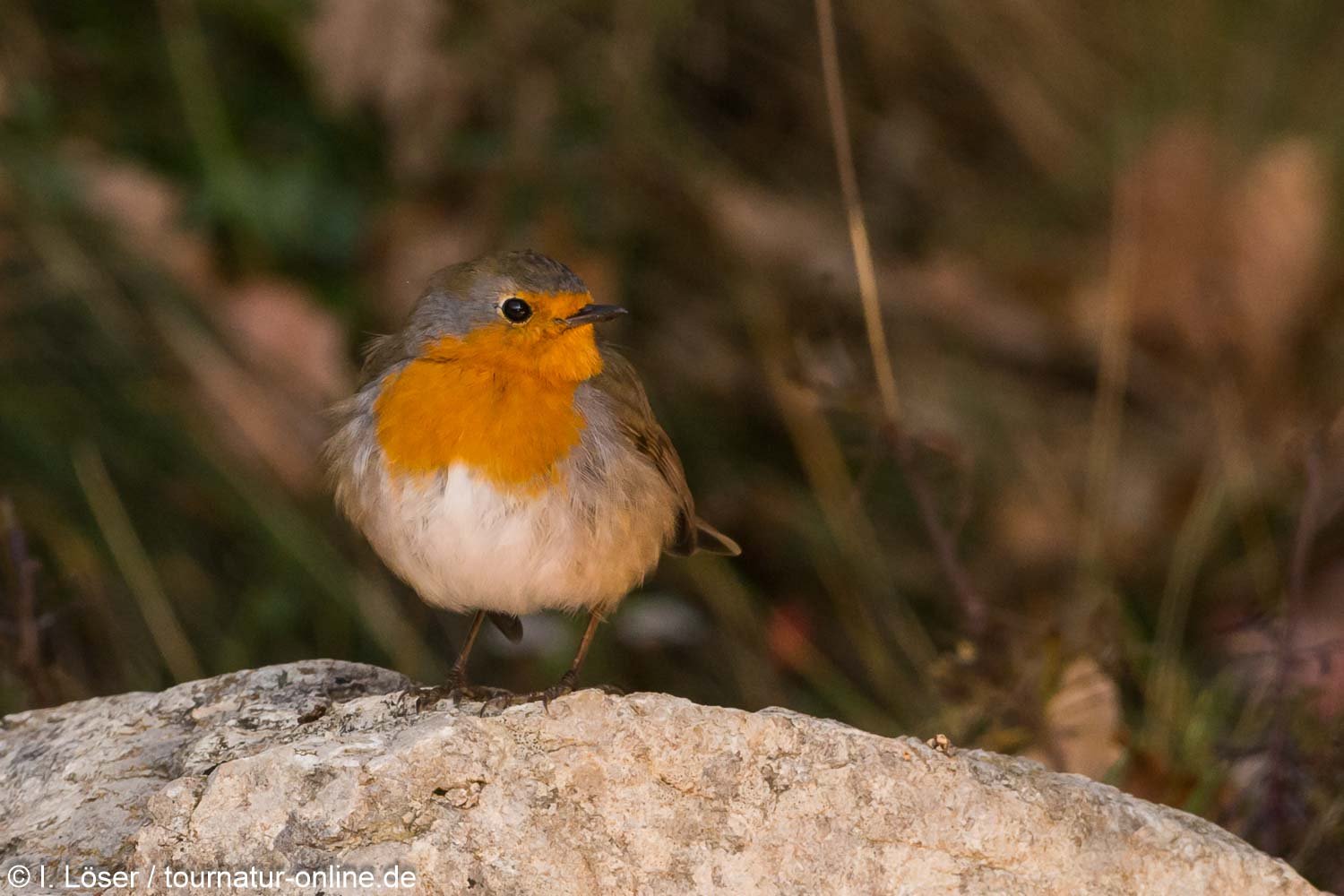 Rotkehlchen - European robin (Erithacus rubecula)