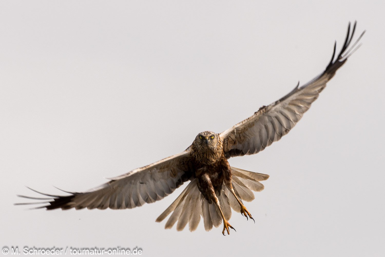 männliche Rohrweihe - western marsh harrier (Circus aeruginosus), male