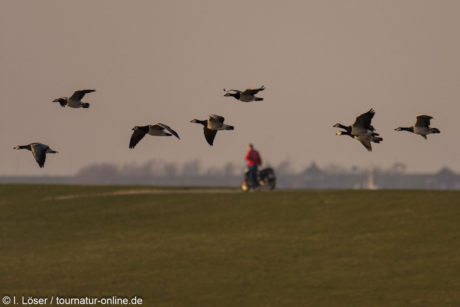 Weißwangengans - Nonnengans - barnacle goose (Branta leucopsis) 