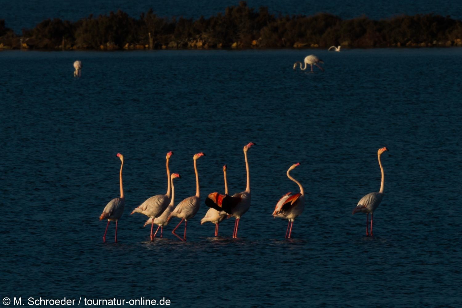Rosaflamingo - greater flamingo (Phoenicopterus roseus)