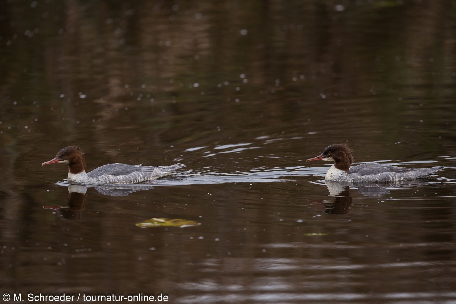 Gänsesäger - common merganser or goosander (Mergus merganser)