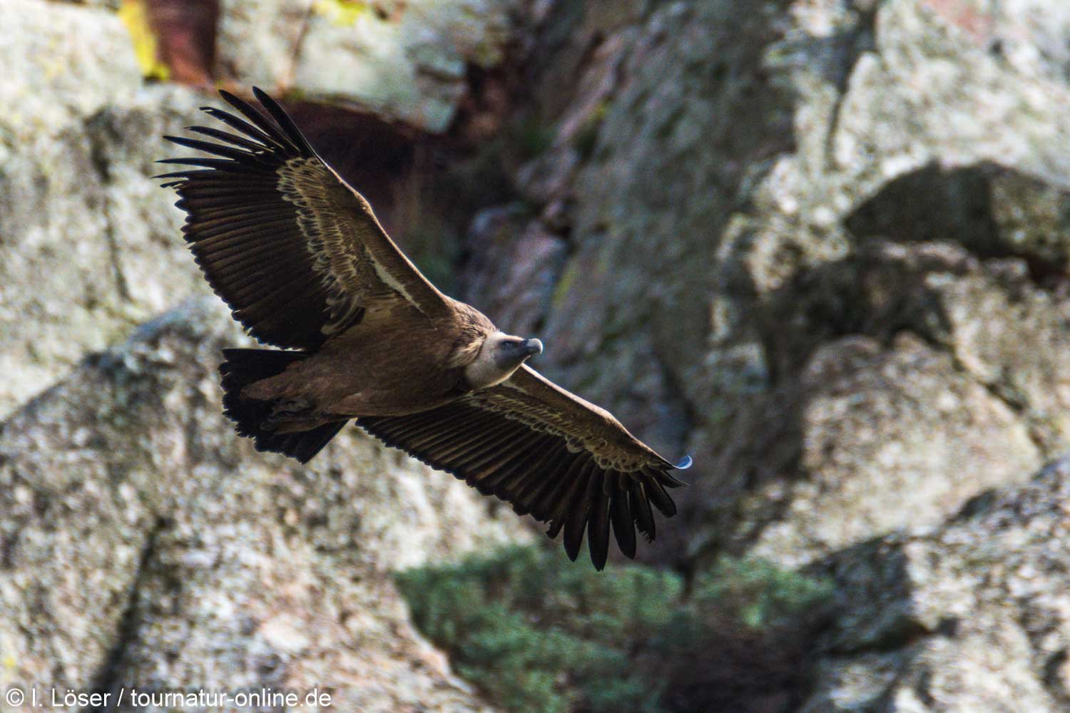 Gänsegeier in der Extremadura - griffon vulture (Gyps fulvus)