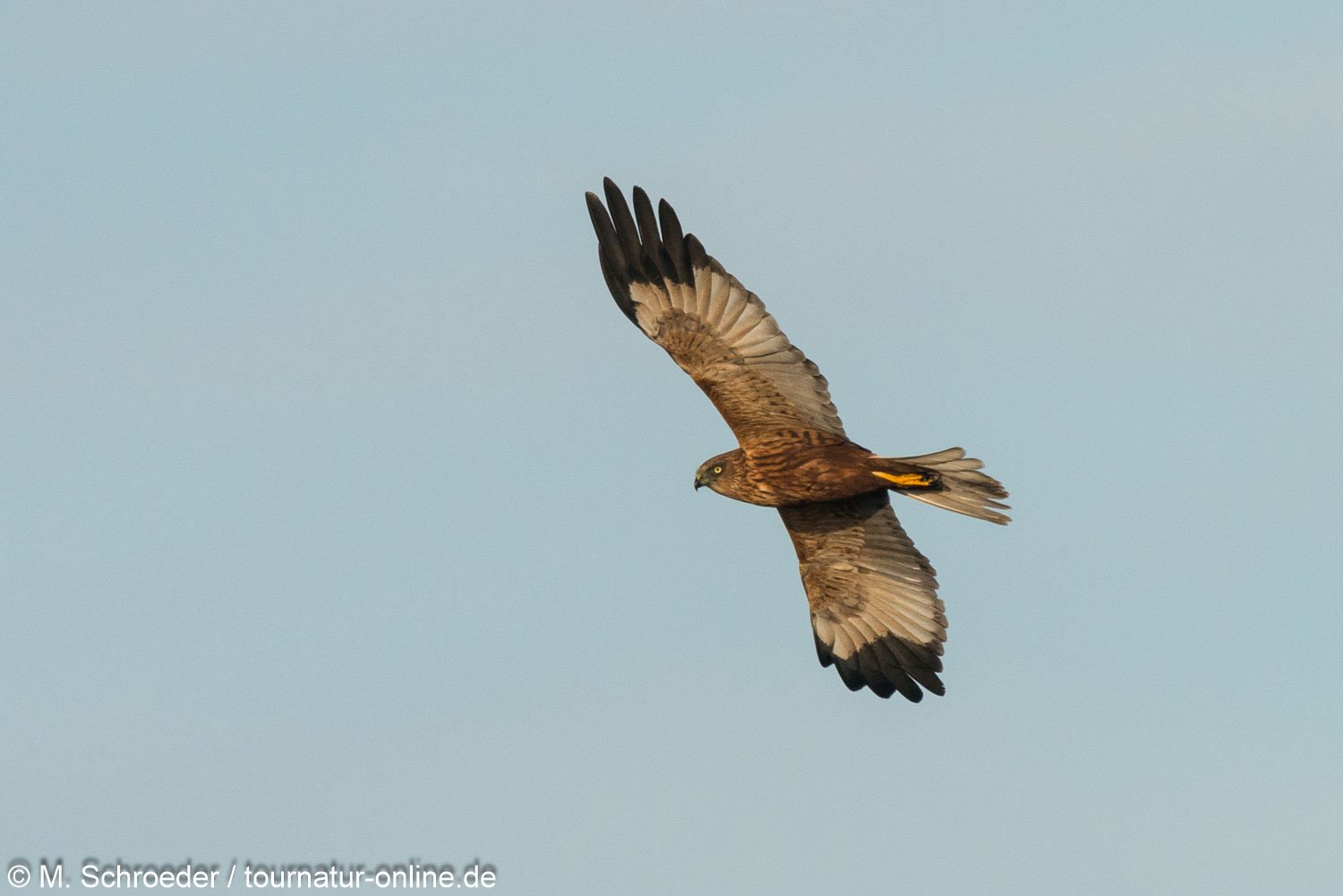 männliche Rohrweihe - western marsh harrier (Circus aeruginosus), male