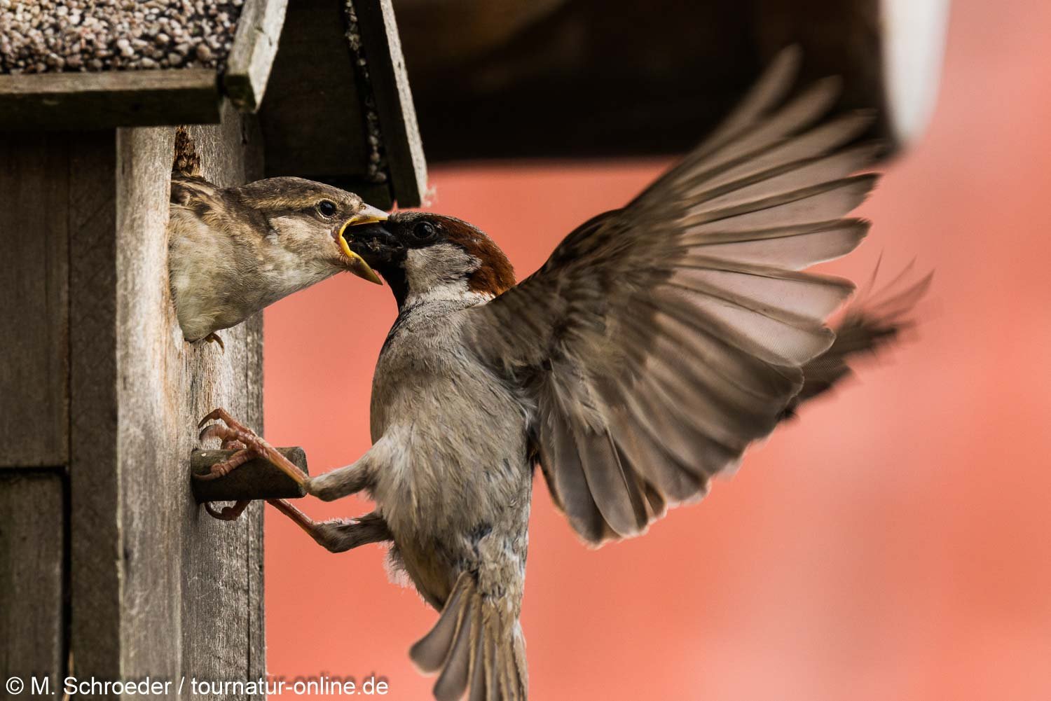 Haussperling - house sparrow (Passer domesticus)