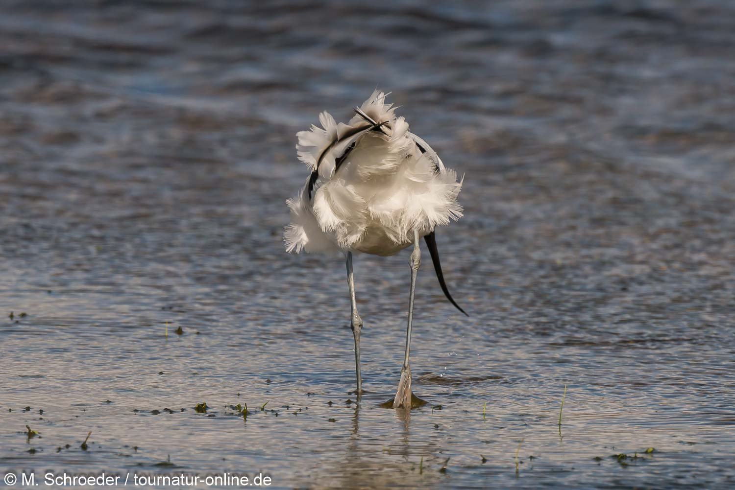 Säbelschnäbler - pied avocet (Recurvirostra avosetta)