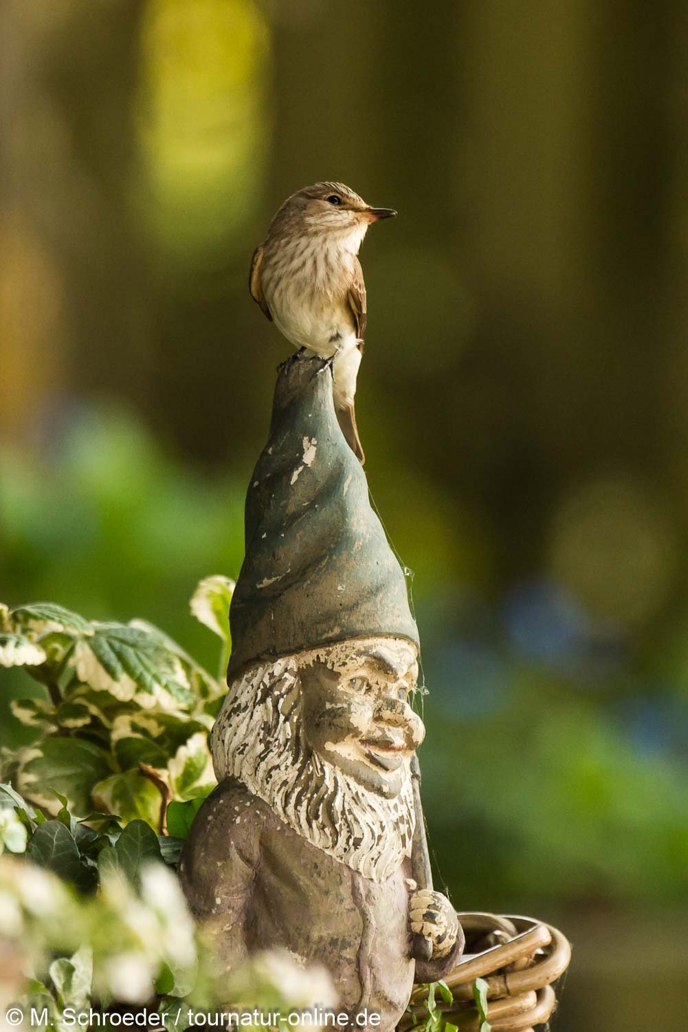Grauschnäpper - spotted flycatcher (Muscicapa striata)