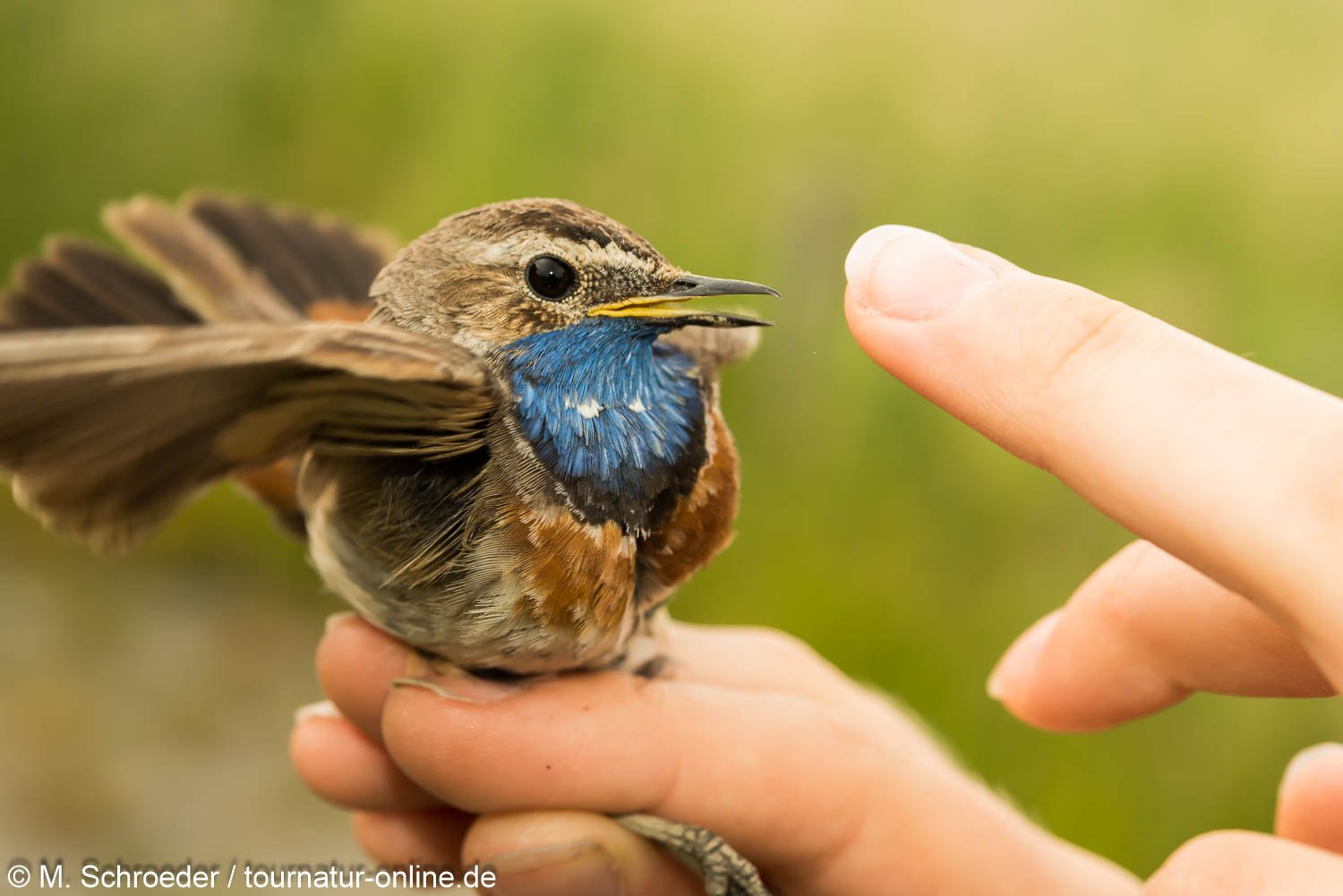 Blaukehlchen - bluethroat (Luscinia svecica)
