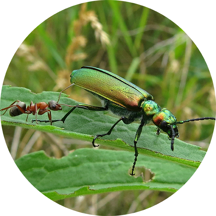 Cantharis vesicatoria (Spanische Fliege)