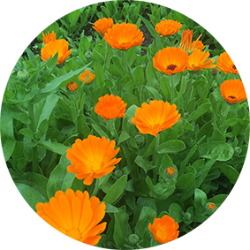 Calendula (Ringelblume)