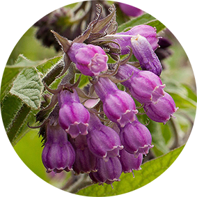 Symphytum (Beinwell)