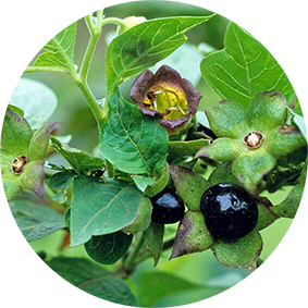 Belladonna (Schwarze Tollkirsche)