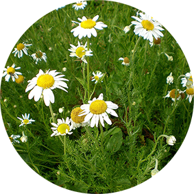 Chamomilla (Kamille)