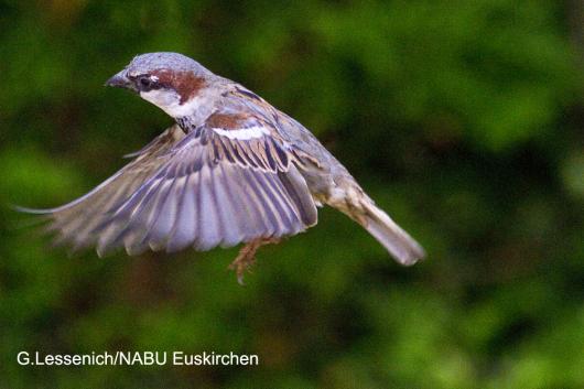 Der Haussperling im Siegesflug und bundeweit der häufigste gesichtete Wintervogel