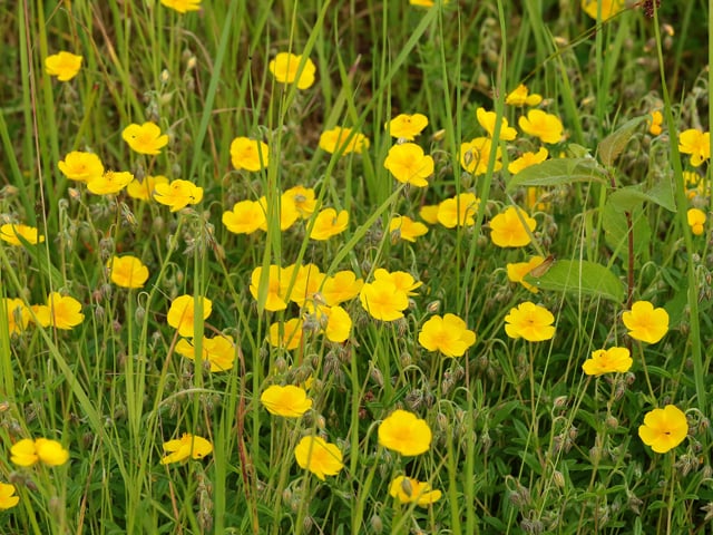 Neu entdeckt, das Sonnenröschen blüht in der Grube Rolf   Foto: Brunhild Grommes