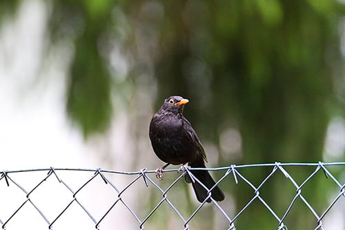 NABU macht sich große Sorgen um die Amsel Foto: NABU/Günter Lessenich
