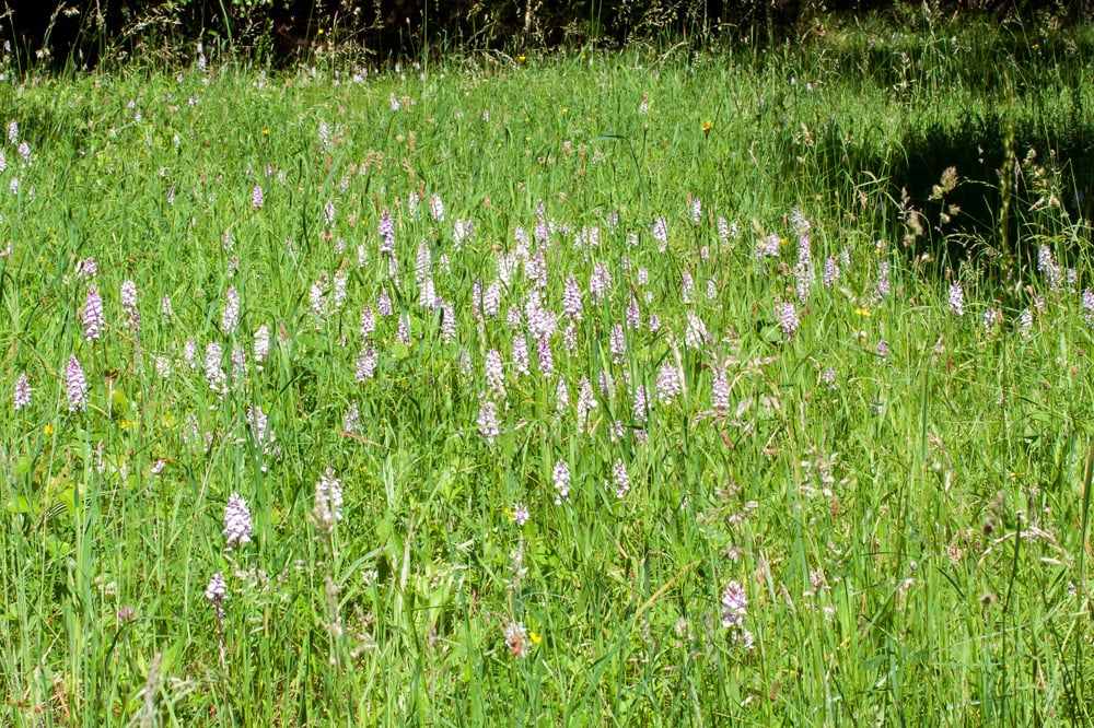 Gefleckte Fingerwurz (Massenbestand)  Foto: Dr. Renate Lehminger-Mertens