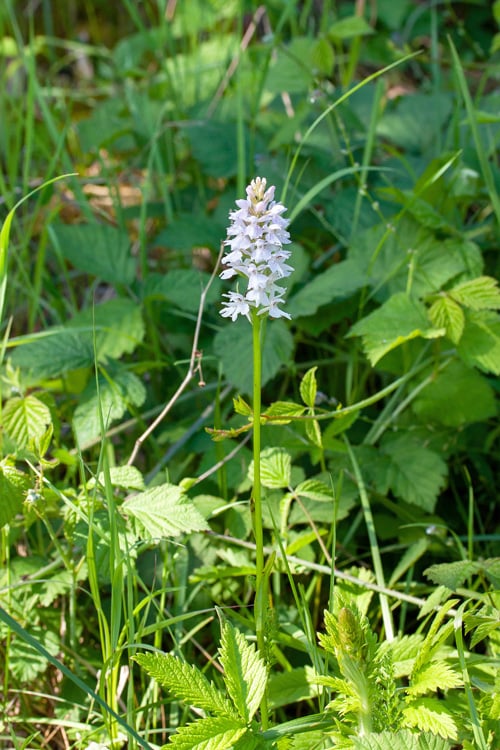 Gefleckte Fingerwurz  Foto: Dr. Renate Lehminger-Mertens
