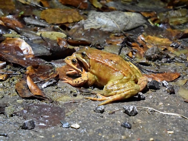 Ein Grasfroschpaar im Amplexus Foto: Marion Zöller