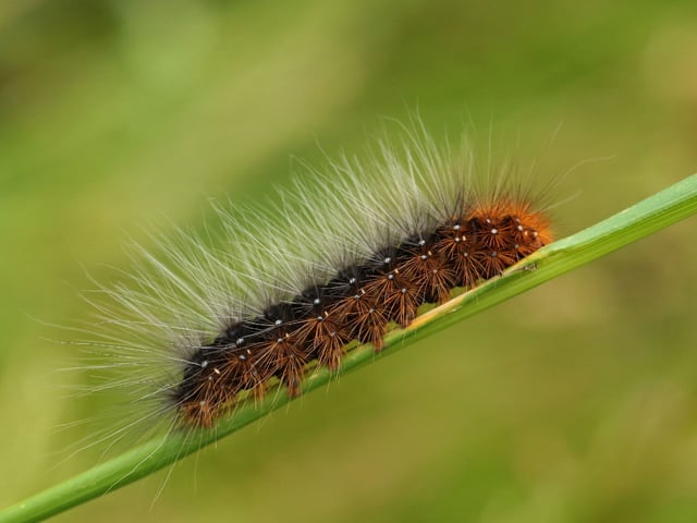 Raupe des "Braunen Bären"  ein Nachtfalter  Foto: Brunhild Grommes