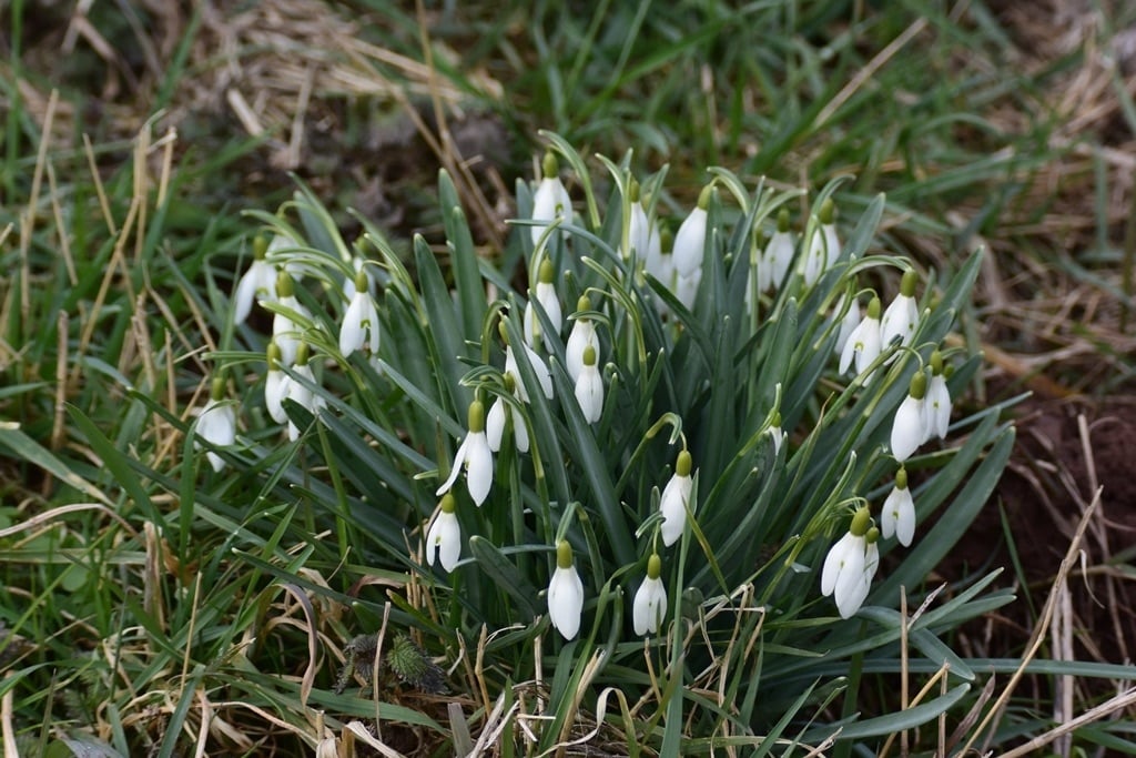 Kleines Schneeglöckchen (Galanthus nivalis)