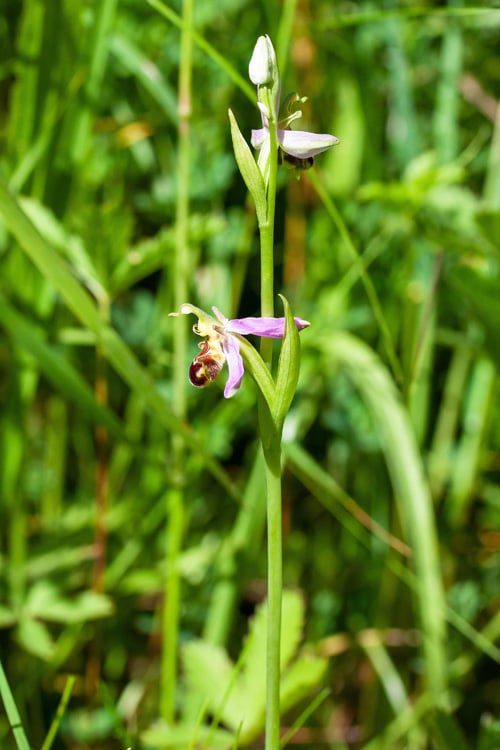 Bienenragwurz   Foto: Dr. Renate Lehminger-Mertens
