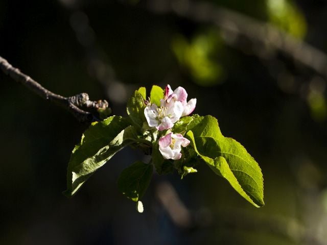 Die ersten Apfelblüten  Foto:NABU/Günter Lessenich