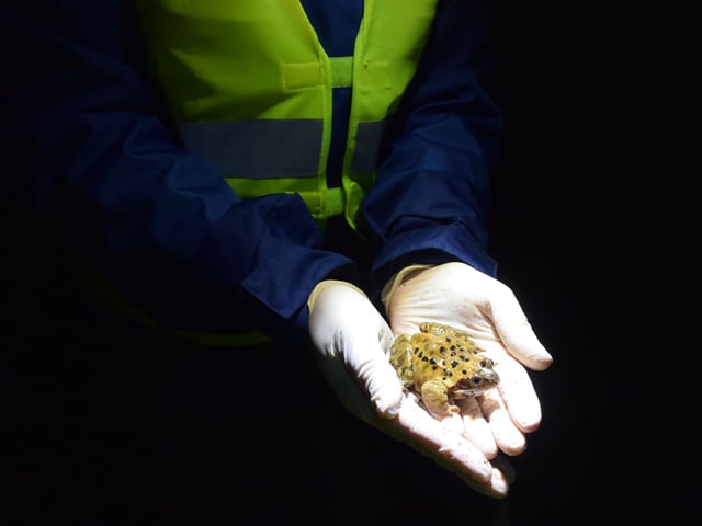 Ein Grasfrosch in den Händen von Tanja-Burggraf-Kuehl Foto: Marion Zöller