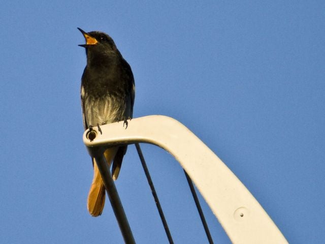Das Hausrotschwanzmännchen  markiert mit seinem Gesang sein Revier  Foto:NABU/Günter Lessenich