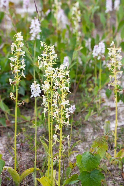 Großes Zweiblatt   Foto: Dr. Renate Lehminger-Mertens