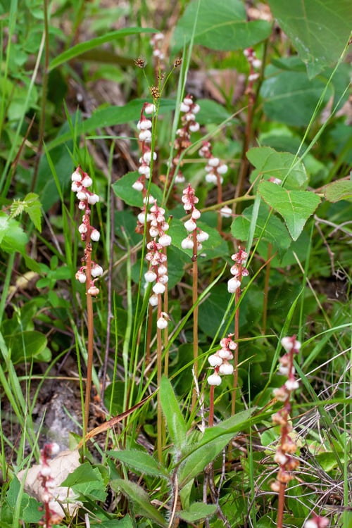 Kleines Wintergrün    Foto: Dr. Renate Lehminger-Mertens
