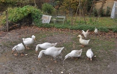 Canard Gourmand (Fraiture Sprimont)