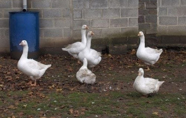 Canard Gourmand (Fraiture Sprimont)