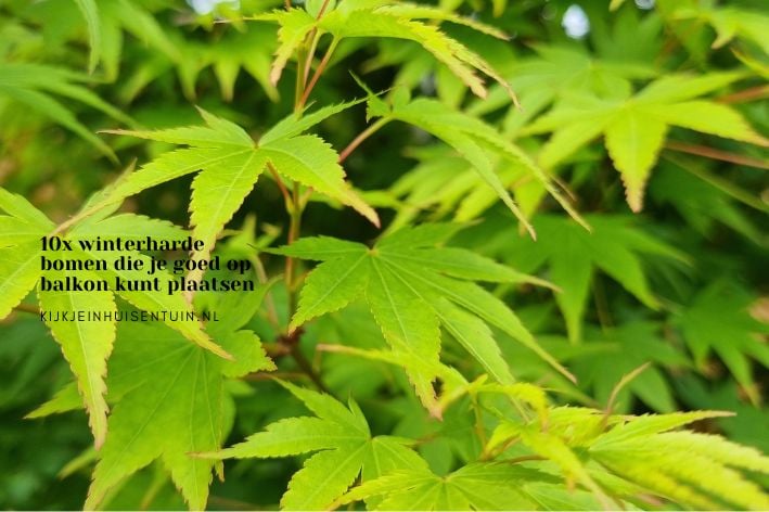 10x winterharde bomen die je goed op balkon kunt plaatsen