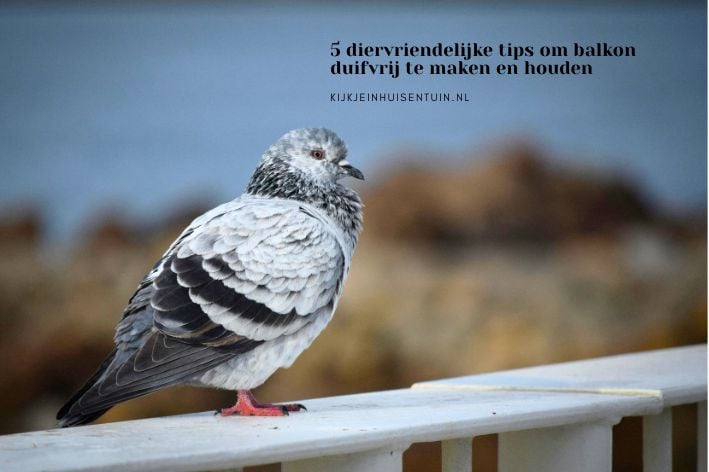 5 diervriendelijke tips om balkon duifvrij te maken en houden