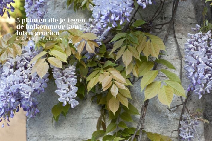 5 planten die je tegen de balkonmuur kunt laten groeien