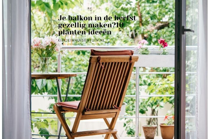 Je balkon in de herfst gezellig maken? 10 planten ideeën