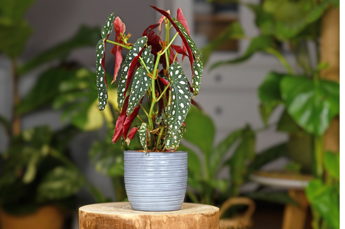 10 populaire kamerplanten met opvallend blad of uiterlijk