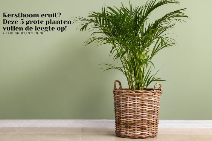 Kerstboom eruit? Deze 5 grote planten vullen de leegte op!