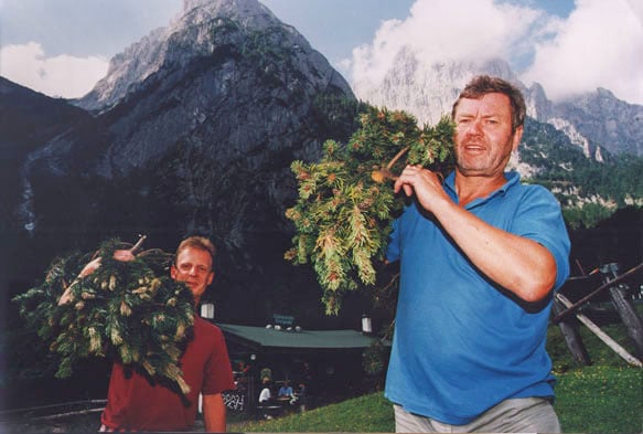 Die Kunst der Latschenkiefern-Ernte