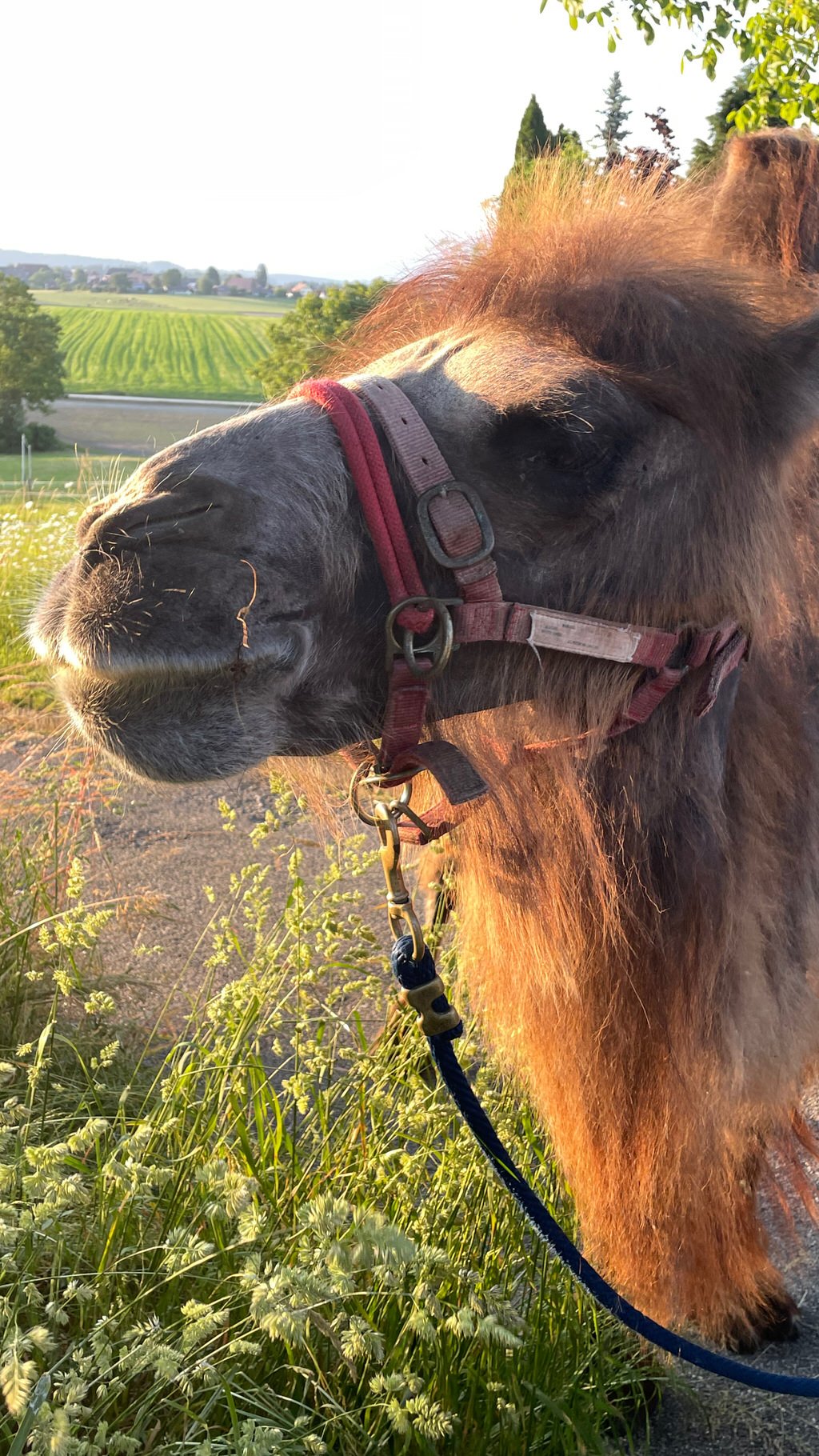 Fusionsfeier 2.6.2023 - Foto Monika Stock, Kirchberg