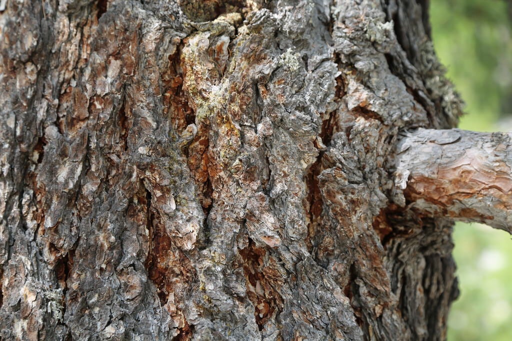 Seniorenferien 2023 - Pontresina