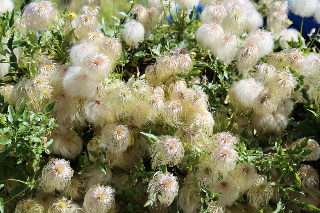 Seniorenferien 2023 - Pontresina