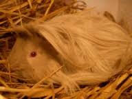 Reto Fürst. Ist immer noch ein Totsch. Er hat einen Silberzahn.